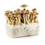 Brazilian Mushrooms Grow Kit