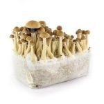 Cambodian Mushrooms Grow Kit