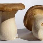 King Oysters 10ml (Liquid Culture)